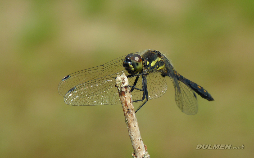 Black Darter (Male, Sympetrum danae)